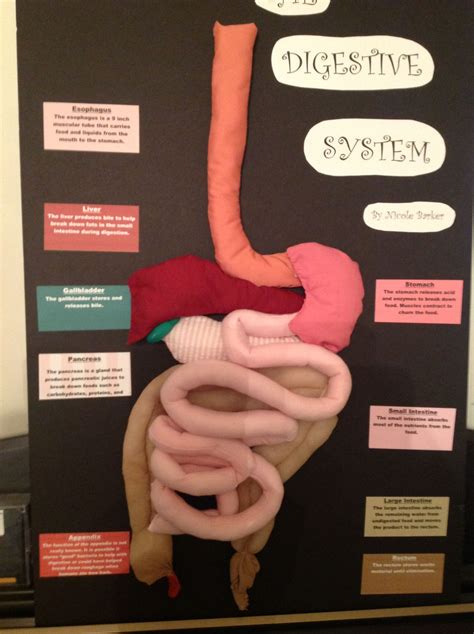 Nicole Sewed The Digestive System Teaching Activities Fun Learning