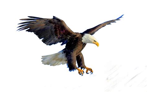 Bald Eagle Bird Clip Art Eagle Png Download 1500938 Free