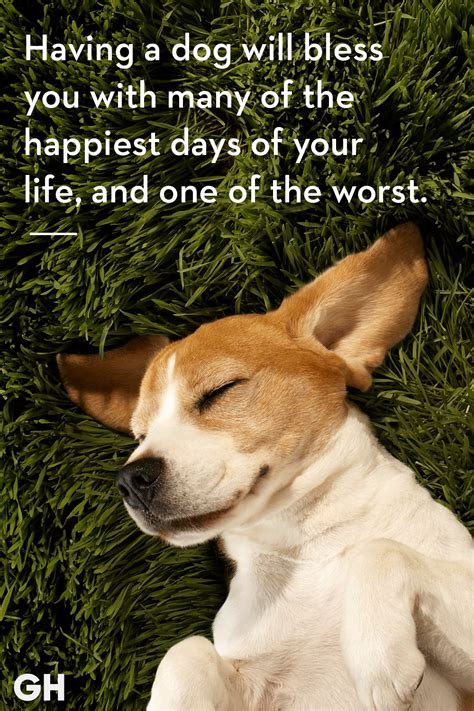 30 Dog Quotes Thatll Inspire You To Hug Your Pup A Little Tighter