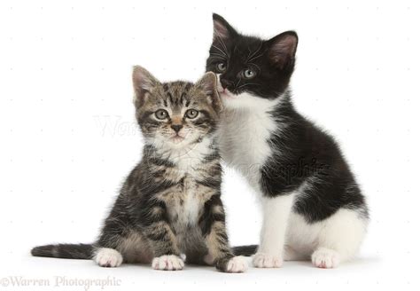 Tabby Kitten With Black And White Kitten Photo Wp29142