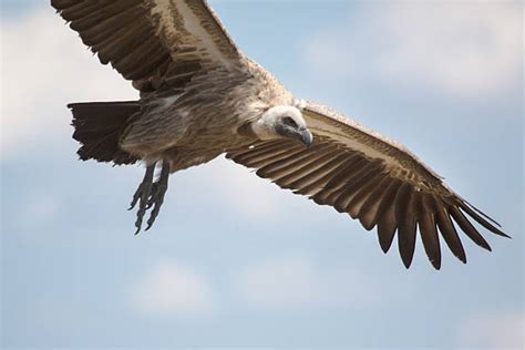 Top 60 Vultures Circling Stock Photos Pictures And Images Istock