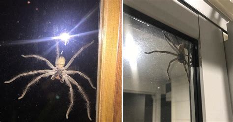 Australias Biggest Spider Terrified A Homeowner As It Lurked Out Of