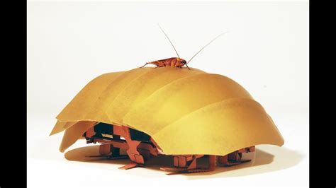 What Is The Fear Of Cockroaches Called Roach Cockroach Insect