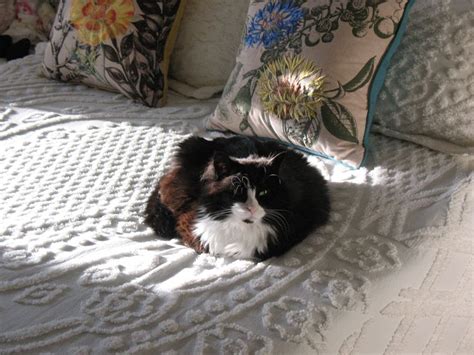 Some Sun And A Soft Spot Norwegian Forest Cat Cat Rescue Forest Cat