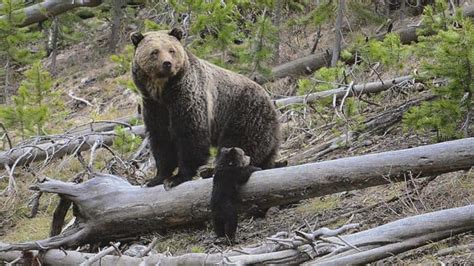 Yellowstone Grizzly Bears Being Killed To Protect Wyoming Cows