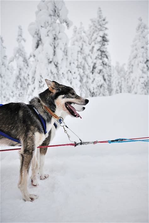 Dog Sledding In Swedish Lapland
