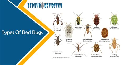 Types Of Bed Bugs All You Need To Know About Bed Bugs Classification