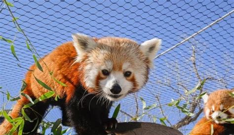 The Oklahoma City Zoo Is Live Streaming Red Pandas For Your Enjoyment