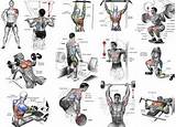 Exercise Routines Gain Muscle Images