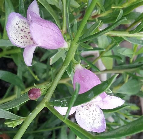 To see a picture of the emu bush, refer to the related link below. Eremophila Summertime Blue (EMU BUSH) in 50mm Forestry ...