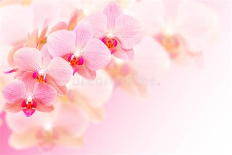 Exotic Pink Orchid Flowers On Blurred Background Stock Image Image Of
