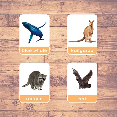 Real Animal Flash Cards Printable Pdf Printable Word Searches