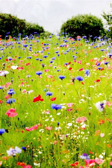 25 Beautiful Wildflower Field Ideas Flowers Flowergarden
