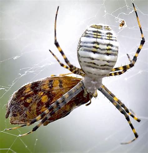 A Banded Garden Spider From Justin Texas Bugs In The News