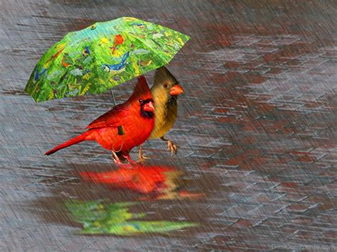Birds Enjoying Rain