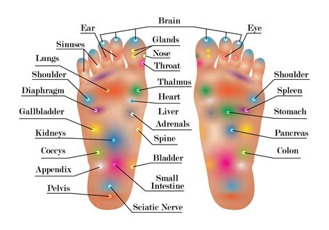 Reflexology Chart Vector Download Free Vector Art Stock Graphics And Images