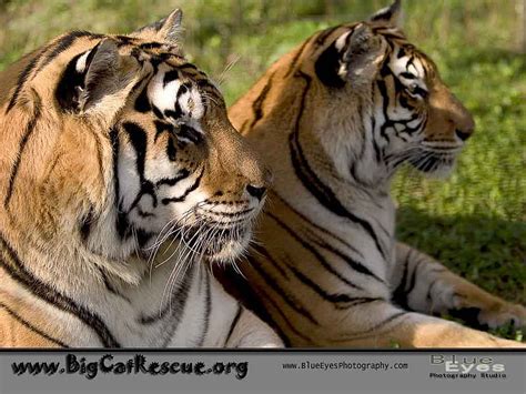 A Couple Of Tigers Cat Hd Wallpaper Peakpx