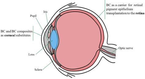 Schematic Representation Of The Human Eye Anatomy And The Targeted