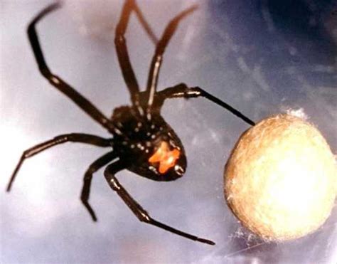 Black Widow Pest Control Gilbert Az — Responsible Pest Control Mesa Az