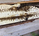 Photos Of Carpenter Ant Nests - Picture Of Carpenter