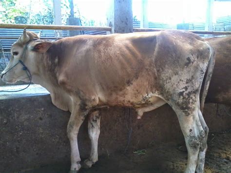 Surat permohonan daging qurban 2016. Contoh Cover Proposal Hewan Qurban - Contoh War