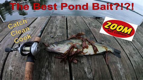 The Best Pond Bass Bait Catch Clean Cook Be Outdoors Youtube
