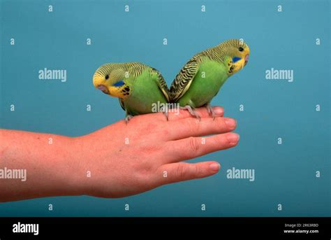 Young Budgies On The Hand Budgerigar Melopsittacus Undulatus Stock