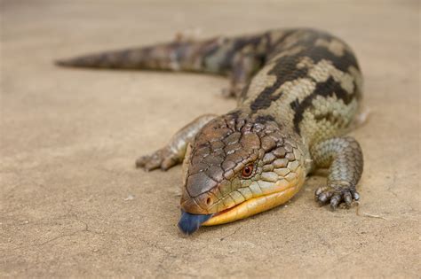 Black Blue Tongue Lizard