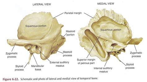 Temporal Bone Anatomy