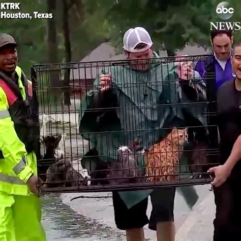 Cats Rescued Houston Residents Stay Behind To Help Save Stranded