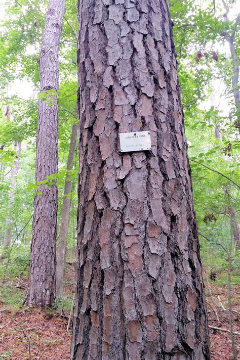 Poplar Tree Bark