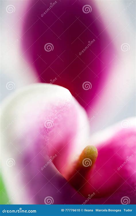 Abstract Macro Photography Of Calla Flower With Details Stock Photo