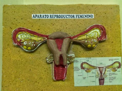 Maquetas Del Aparato Reproductor Masculino En D References