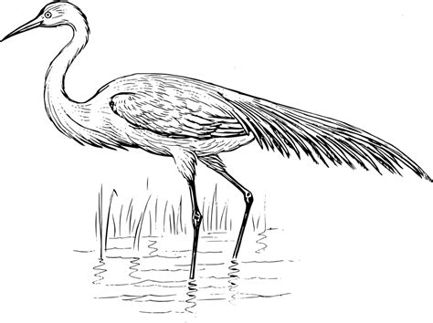 Egret Water Bird Free Vector Graphic On Pixabay
