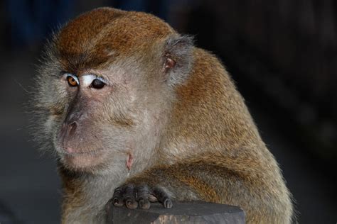 One Eyed Monkey Kuantan Teluk Chempedak Gman25 Flickr