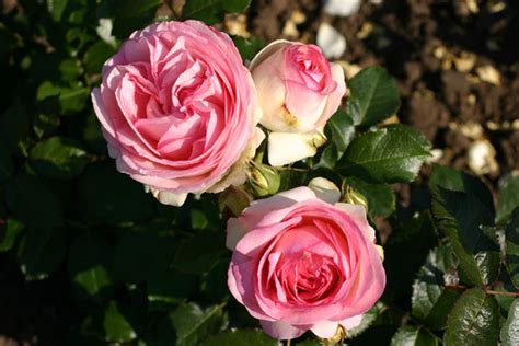 Eden Rose 85 Weltrose Und Andere Rosen Kaufen Sie Günstig Im Online