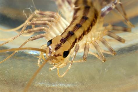 Real Monstrosities House Centipede