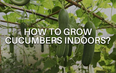 How To Grow Cucumbers Indoors A Complete Guide For Beginners