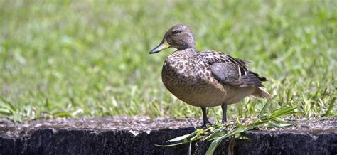 Yellow Billed Teal Sunning On The Lawn Stock Image Image Of America