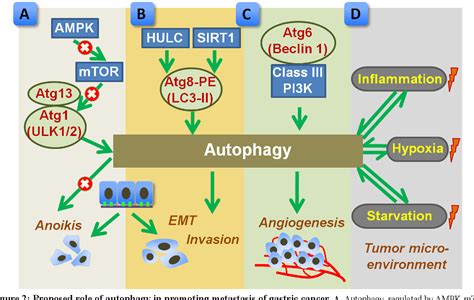 Figure 2 From Functional Role Of Autophagy In Gastric Cancer Semantic