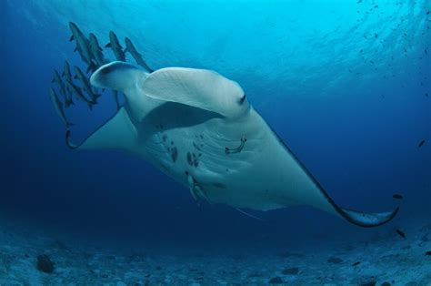 What Time Of Year Should I Visit Lady Elliot Island Lady Elliot