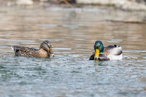 Colorado Waterfowl Stock Photos Pictures And Royalty Free Images Istock