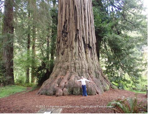 The Magnificent Redwood Trees Of California Redwood Tree Redwood National Park California Travel