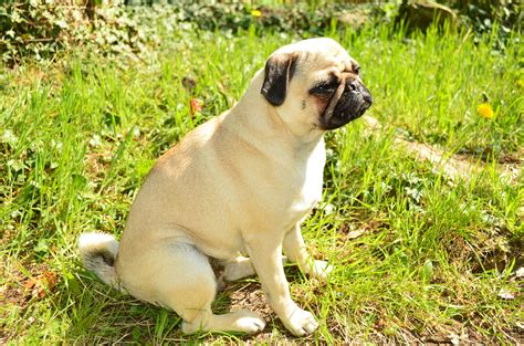 Do Pugs Have Health Problems Things To Know Before You Buy Vet Help