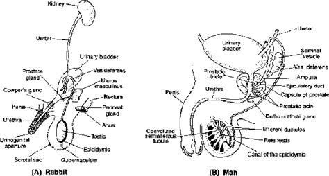 Reproductive System Of Mammals Male Reproductive System Entrancei