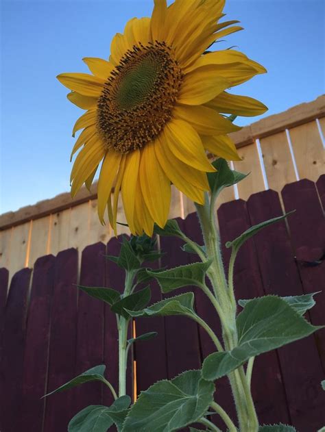 Sunflower 🌻 Plants Sunflower Beautiful