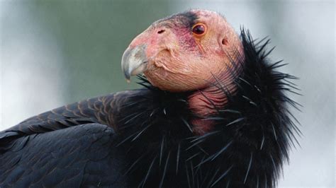 Endangered California Condors Seen In Sequoia National Park For First