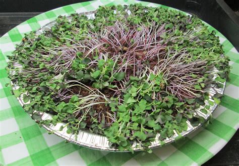 How To Grow Microgreens Micro Greens Seedstarting Salad