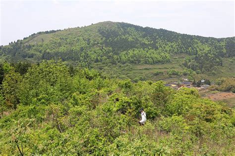 宁波杜鹃花胜地：金峨山上映山红金峨山杜鹃花映山红新浪新闻