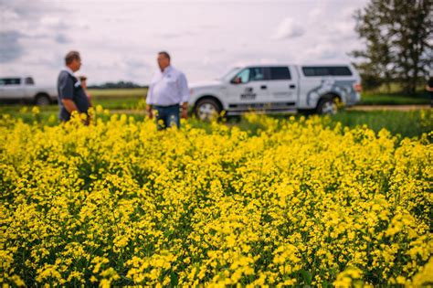 Canola Growers React Cautiously to Chinese Import Ban | Dutch Openers